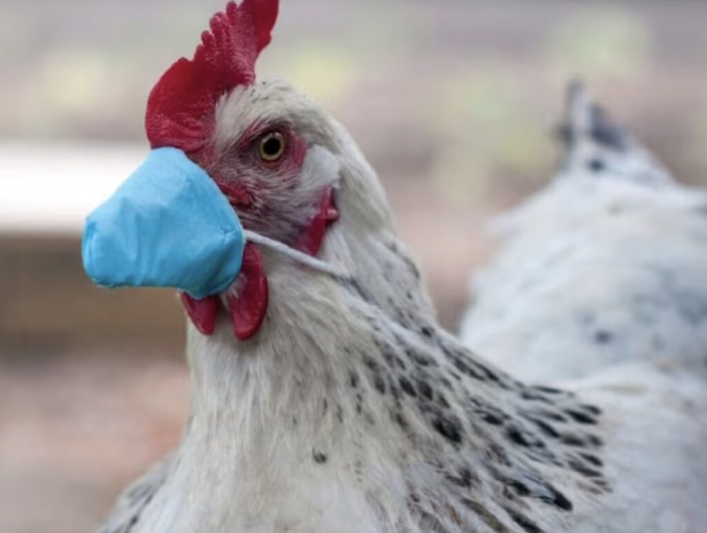 Will Bird Flu Be The Next Pandemic?